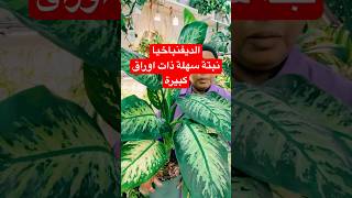 نبات الديفنباخيا سهلة العناية واوراقها كبيرة نباتاتمنزلية نباتاتداخليةاكسبلور [upl. by Zumwalt]