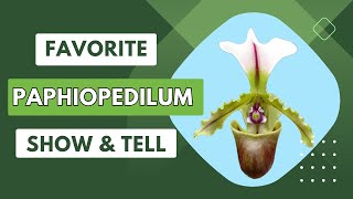 Show amp TellFirst BloomWindowsill grownspecies orchid [upl. by Treb]