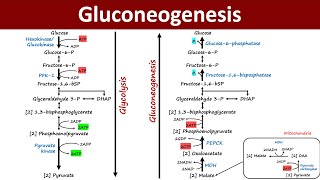 Gluconeogenesis  Pathway Overview  Gluconeogenic precursor  Metabolism  Biochemistry Basics [upl. by Sharma]