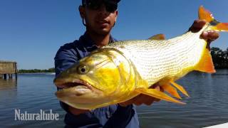 Pesca Urbana en Berisso Buenos Aires Dorados con joaquin Hassain [upl. by Lyckman]