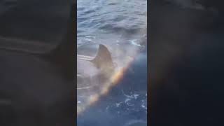 Orca spotted in Alaskas Tongass Narrows [upl. by Anahsed792]