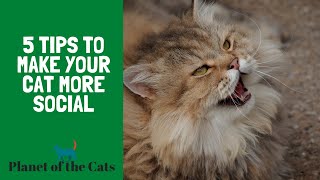 Tips to Make your Cat more Social How to Gain Your Cats Trust [upl. by Babbette602]