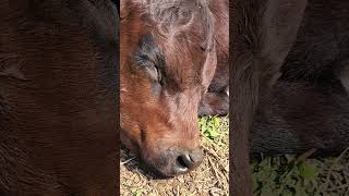 Baby Calf SLEEP Interrupted [upl. by Anitnegra]