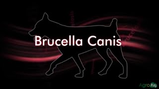 How to Prevent Brucella Canis  TvAgro By Juan Gonzalo Angel [upl. by Emyaj]