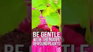 Shorts Beginner Gardening Tips  HGTV [upl. by Kinnon]