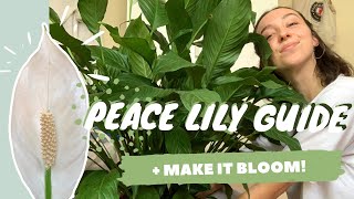 PEACE LILY CARE  PROPAGATION  make your peace lily flower  spathiphyllum dry tips [upl. by Ahsinod]