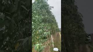 EUCALYPTUS PLANT HEIGHT OF PLANTS  tree plantation villagefarming naturelove [upl. by Brandi]