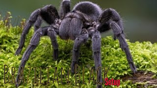 Grammostola Pulchras sling setup beast fyp youtuber [upl. by Tammie]