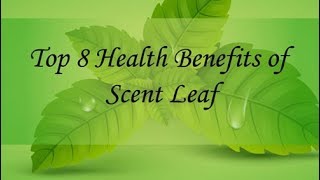 8 Surprising Health Benefits of Scent Leaf [upl. by Fesuoy]