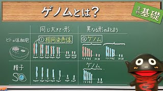 ゲノムと染色体【73生物基礎】新課程対応 [upl. by Akilegna701]