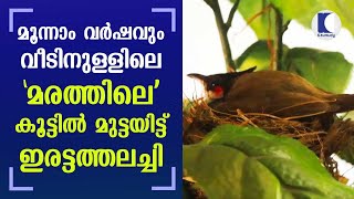 Redwhiskered bulbuls return once again to make living room their own  Kottayam [upl. by Nira703]