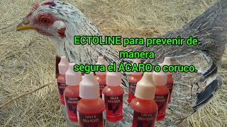 ECTOLINE para prevenir el coruco o ÁCARO rojo [upl. by Erodavlas]