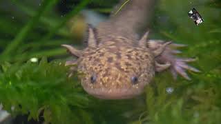 LAxolotl est en train de pondre ses oeufs  Villaverde  Pizançon Drôme France [upl. by Annehs]