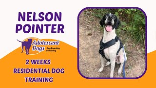 Nelson the Pointer  2Week Residential Training Stay [upl. by Ledairam]