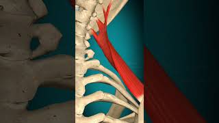 Levator Scapulae muscle action Vertebral column lateral flexion anatomy muscle [upl. by Yeh157]