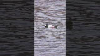 🦆🦆 Bufflehead Ducks  Morning Serenity Bufflehead Ducks at Play wildlife nature [upl. by Reviel797]