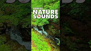 💚 Nature Sounds Nature Sounds Forest shorts 162 nature forestnaturesoundsrelaxation waterfall [upl. by Harlan]