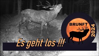 Es geht los   Brunft 2024 [upl. by Zimmerman]