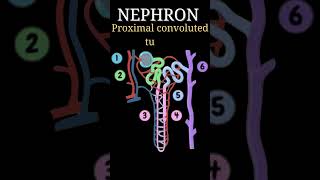 short structure of NEPHRON 10th new syllabus 242025 shorts [upl. by Eetnom763]