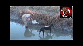 Dog and Mink Tag Team a Muskrat [upl. by Rigdon388]