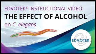 The Effect of Alcohol on C elegans [upl. by Lambard]