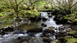 Forest River Nature SoundsMountain Stream Waterfall8 Hr Relaxing Birds amp Water Sounds for Sleeping [upl. by Tymon]