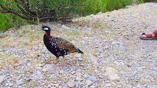 Kala teetar Voice  Black Francolin voice  Birds Lover 2 [upl. by Fawnia]