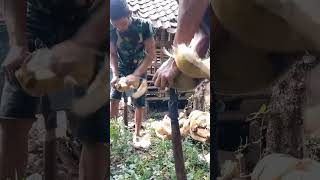 competition to peel old coconuts using sullimate shorts amazing asmr fruit [upl. by Blount]