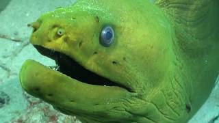 Diver is Chased by Powerful Green Eel Looking inside muscular mouth and teeth close encounter [upl. by Virginie]