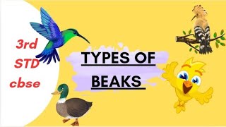 types of beaks class 3 science [upl. by Arbmat]