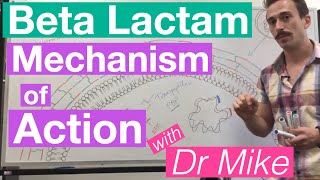 βlactam  Mechanism of Action and Resistance [upl. by Ajdan657]