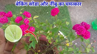 सूखा गुलाब 7 दिन में हरा भरा होगा घरेलू तरीके सेRose plant growing tips [upl. by Nonez]