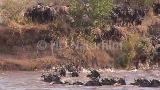 Das große Gnu Spektakel am Mara River  The great wildebeest spectacle in Kenya [upl. by Traver676]