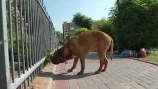 one funny day dogue de bordeaux [upl. by Tammi]