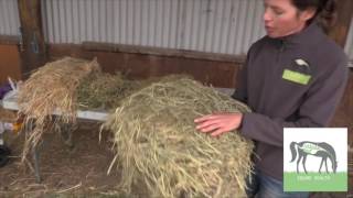 How to choose the right hay for your horse [upl. by Bluhm]