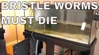 bristle worms in saltwater aquarium must die  rotter tube reef [upl. by Isnam977]