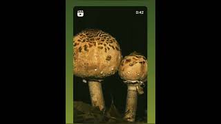 Fungi nutrition and reproduction of fungi [upl. by Llemij]