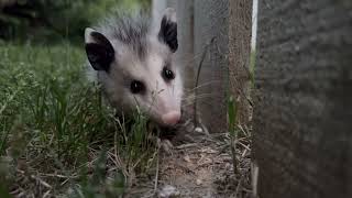 Opossum wakes up from playing dead [upl. by Ainahtan487]