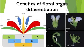 Genetics of Floral Organ Differentiation in Arabidopsis Thaliana  Antirrhinum and Petunia [upl. by Etselec607]