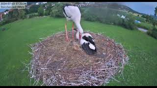 AlfeldD Both young storks fledged from the nest 20240703 [upl. by Aidualc]