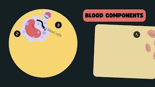 Components of the Blood [upl. by Estas280]