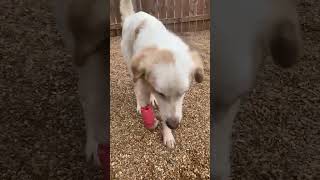 Brave Retriever Mix Limps Across Our Threshold With His Leg Bone Exposed And Bloody STORY BELOW [upl. by Jar]