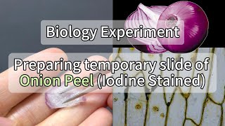 Preparing temporary slidemount of Onion Peel Iodine Stained Under the Digital Microscope [upl. by Noryak]