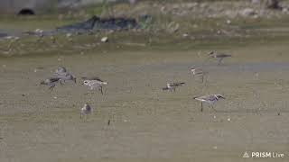 kowascoping Temmincks stint  Taiwan [upl. by Morrill245]