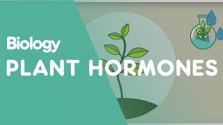 Plant Hormones Tropisms  Plants  Biology  FuseSchool [upl. by Mccreary]