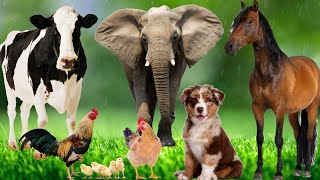 Distinguishing terrestrial animals  Horse Elephant Cat Dog Cow  Animal Sounds [upl. by Berfield]