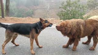 Rottweiller vs German shepherd 😱😱 rott gsd [upl. by Long]