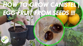 How to grow Canistel  Yellow Sapote  Egg Fruit from seeds [upl. by Attolrac234]