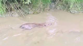 Beaver shot  Biesbosch [upl. by Attalanta]