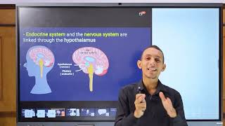 Physiology  Lecture 1  introduction to endocrine system  EGU module  Med Robot  Adham Saleh [upl. by Langston]